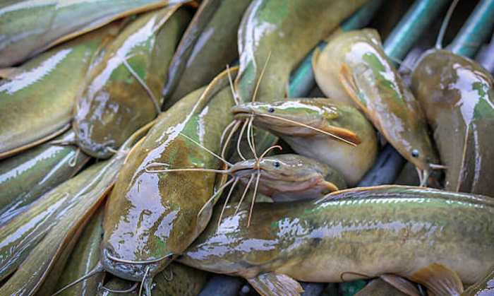 How to cook catfish thai style